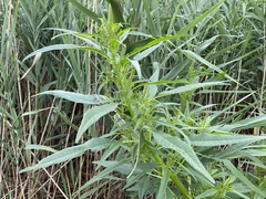 Amaranthus cannabinus