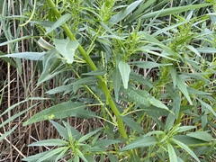 Amaranthus cannabinus