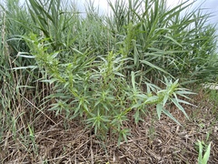 Amaranthus cannabinus