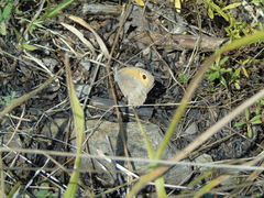 Hyponephele lycaon