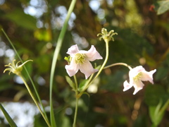 Clematis campaniflora