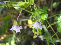 Clematis campaniflora