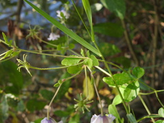 Clematis campaniflora