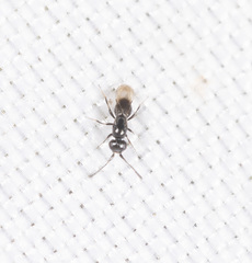 Aphanogmus