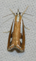 Catoptria permutatellus
