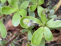 Schizocerella pilicornis