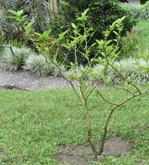 Brugmansia sanguinea