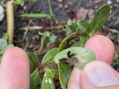Schizocerella pilicornis