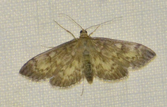Anania lancealis