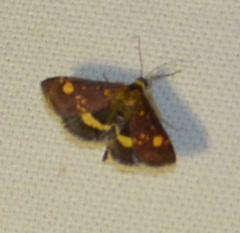 Pyrausta aurata