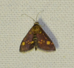 Pyrausta aurata