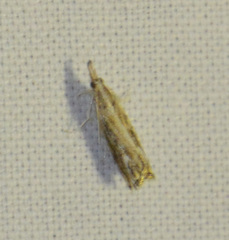 Catoptria verellus
