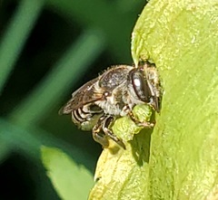 Megachile rotundata