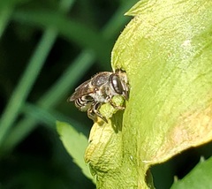 Megachile rotundata