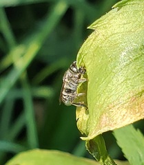 Megachile rotundata