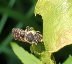 Megachile rotundata