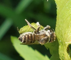 Megachile rotundata