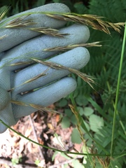 Bromus vulgaris