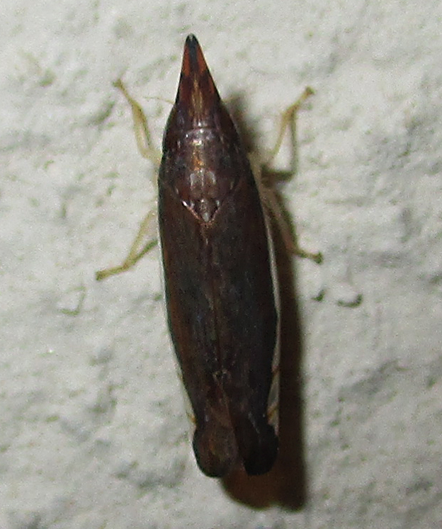 Grammacephalus