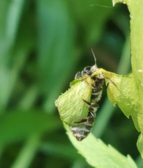 Megachile rotundata