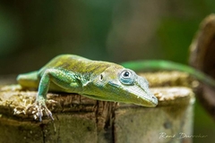 Anolis apletolepis