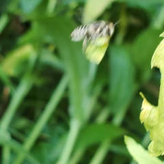 Megachile rotundata