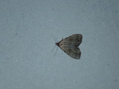 Dyspyralis puncticosta