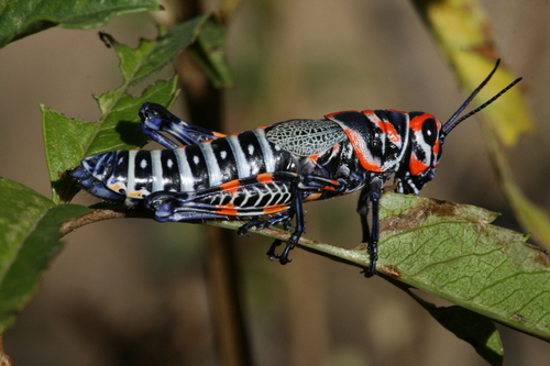 Rainbow Grasshopper