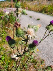 Cirsium vulgare