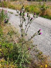 Cirsium vulgare