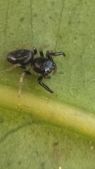 Orcevia keyserlingi