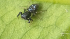Orcevia keyserlingi
