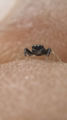 Orcevia keyserlingi