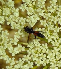 Leucostomatini