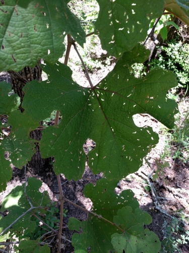 Vitis aestivalis var. lincecumii