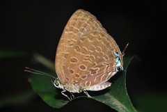 Arhopala pseudomuta