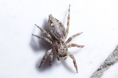 Plexippus