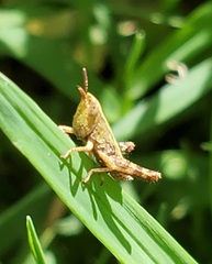 Dichromorpha viridis