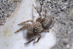 Plexippus
