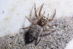 Plexippus
