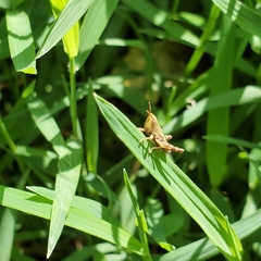Dichromorpha viridis