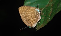 Arhopala pseudomuta