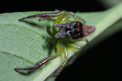 Artabrus erythrocephalus