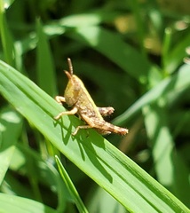 Dichromorpha viridis