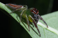 Artabrus erythrocephalus