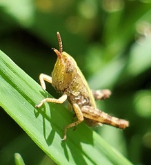 Dichromorpha viridis