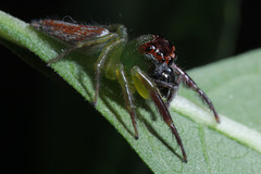 Artabrus erythrocephalus