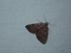 Zanclognatha dentata