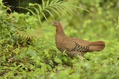 Gallus lafayettii
