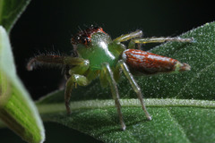 Artabrus erythrocephalus